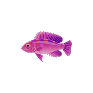 Glow Cichlid